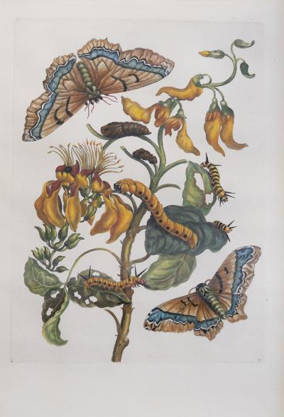 Maria Sibylla Merian MERIAN Maria Sibylla A Group of Six Flowers Insects and Fruits 