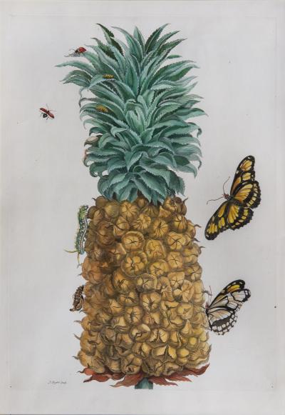 Maria Sibylla Merian Merian The Pineapple Fruit 