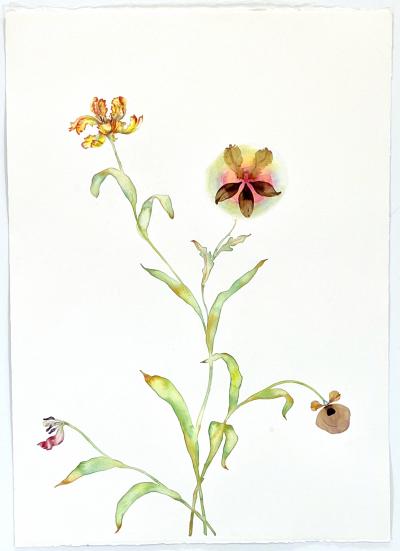 Marilla Palmer Parrot Poppy and Lily