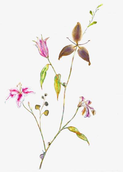 Marilla Palmer The Life of a Lily