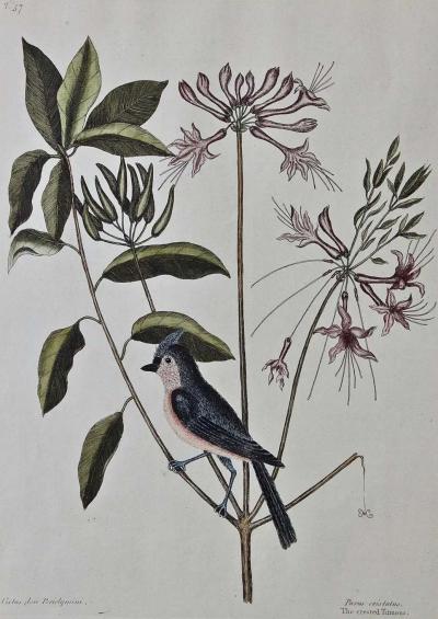 Mark Catesby 18th Century Catesby Hand colored Bird Plant Engraving The Crested Titmous 