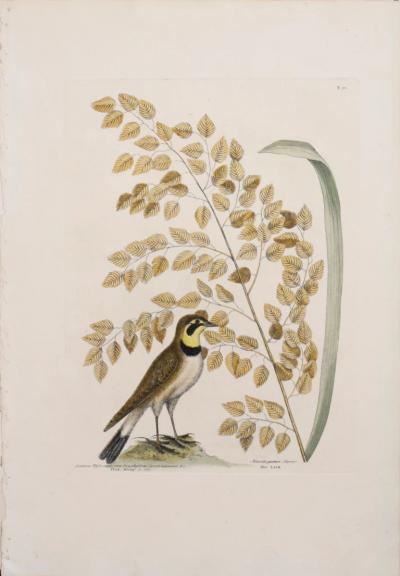 Mark Catesby MARK CATESBY 1683 1749 T 32 THE LARK