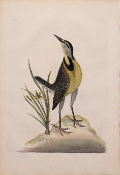 Mark Catesby MARK CATESBY 1683 1749 T 33 THE LARGE LARK