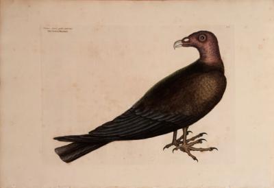 Mark Catesby MARK CATESBY 1683 1749 T 6 THE TURKEY BUZZARD