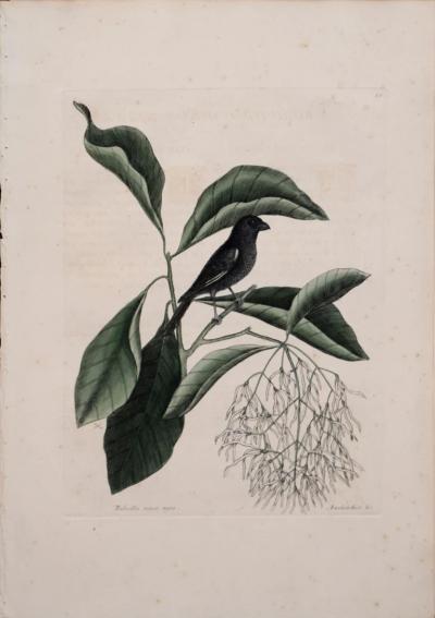 Mark Catesby MARK CATESBY 1683 1749 T 68 THE LITTLE BLACK BULLFINCH