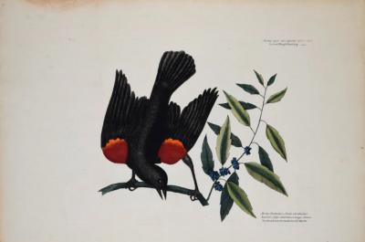 Mark Catesby MARK CATESBY 1683 1749 T13 THE RED WINGD STARLING
