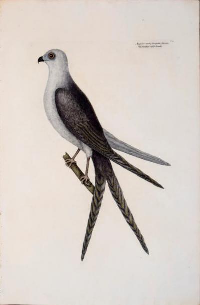 Mark Catesby MARK CATESBY 1683 1749 T4 THE SWALLOW TAIL HAWK