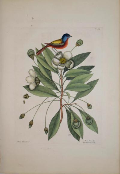 Mark Catesby MARK CATESBY 1683 1749 T44 THE PAINTED FINCH