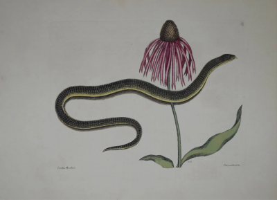 Mark Catesby MARK CATESBY 1683 1749 THE GLASS SNAKE P59