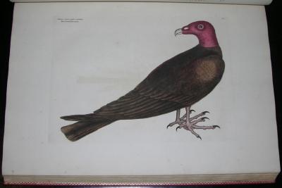 Mark Catesby THE NATURAL HISTORY OF CAROLINA FLORIDA AND THE BAHAMA ISLANDS