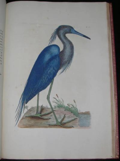 Mark Catesby THE NATURAL HISTORY OF CAROLINA FLORIDA AND THE BAHAMA ISLANDS