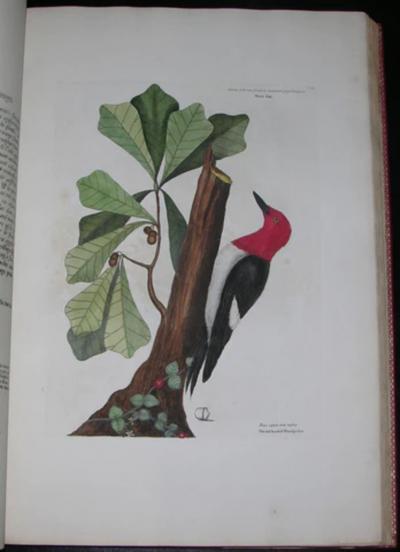 Mark Catesby THE NATURAL HISTORY OF CAROLINA FLORIDA AND THE BAHAMA ISLANDS