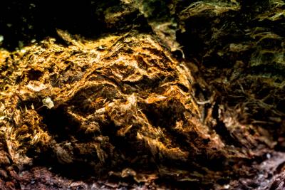 Marko Mili Mythical Beast