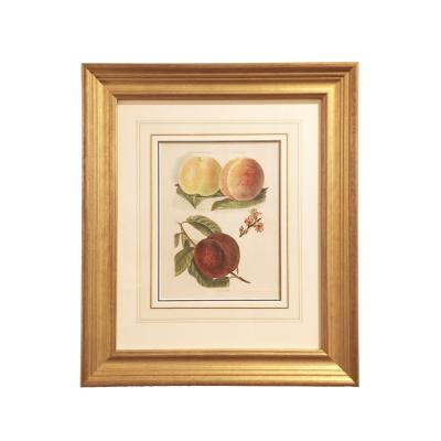 May Rivers Set of Nine Fruit Chromolithographs by May Rivers English circa 1892