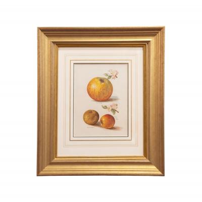 May Rivers Set of Nine Fruit Chromolithographs by May Rivers English circa 1892