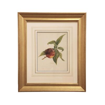 May Rivers Set of Nine Fruit Chromolithographs by May Rivers English circa 1892