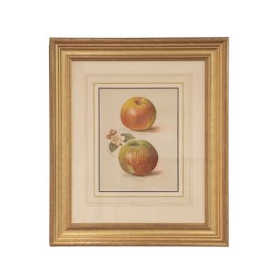 May Rivers Set of Nine Fruit Chromolithographs by May Rivers English circa 1892