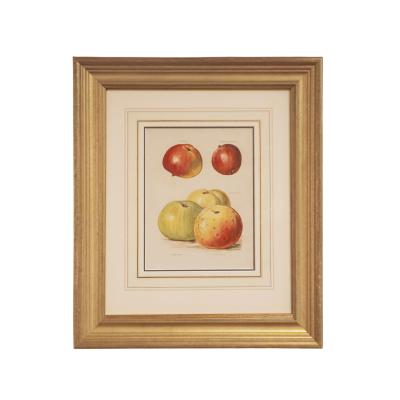 May Rivers Set of Nine Fruit Chromolithographs by May Rivers English circa 1892