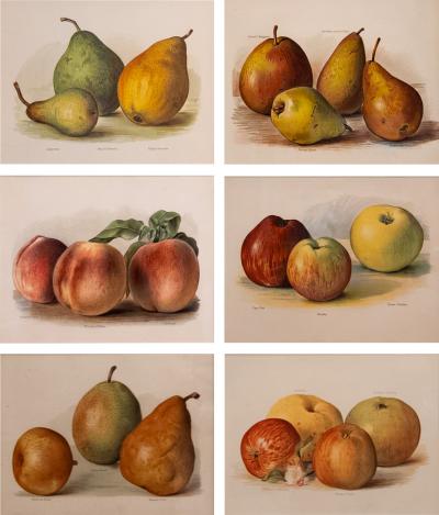 May Rivers Set of Six Fruit Chromolithographs by May Rivers English circa 1892