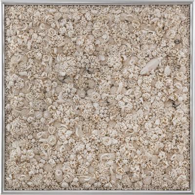 Melis Buyruk Bearded Dragon 2025