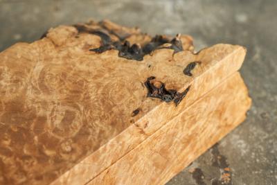 Michael Elkan Michael Elkan Box in Live Edge Maple Burl American Craft Movement 1980s