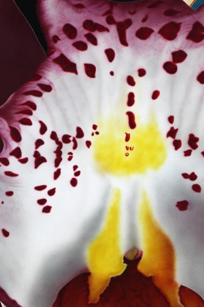 Michael Knigin Guilded Native