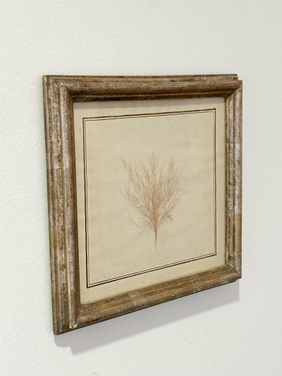 Mid Century Framed Marine Spicimen
