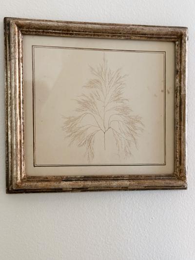 Mid Century Framed Marine Spicimen