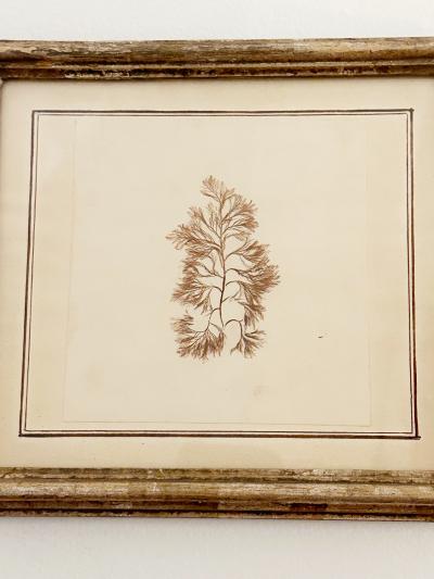 Mid Century Framed Marine Spicimen