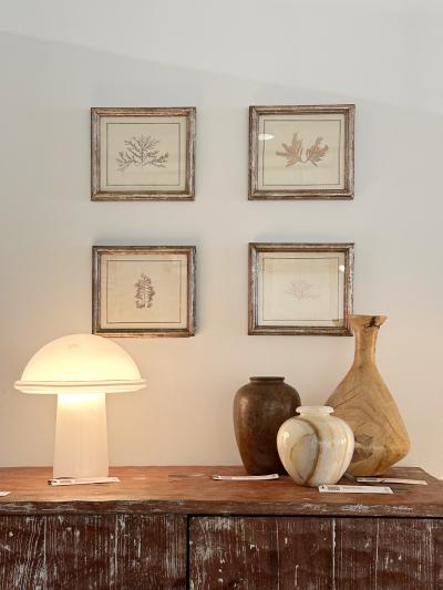 Mid Century Framed Marine Spicimen