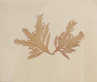 Mid Century Framed Marine Spicimen