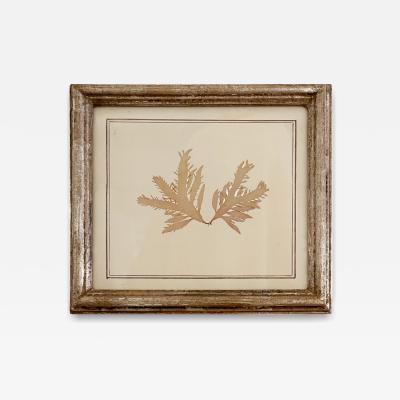 Mid Century Framed Marine Spicimen