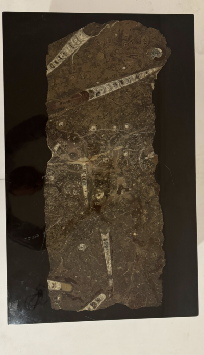 Mid Century Rectangular Coffee Table by Etienne Allemeersch Fossilized Stone