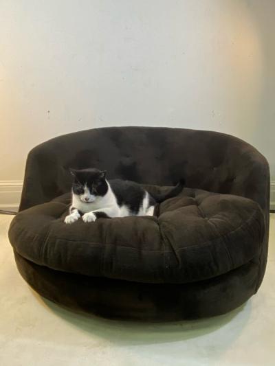 Milo Baughman MONUMENTAL SWIVEL LOUNGE CHAIR BY MILO BAUGHMAN