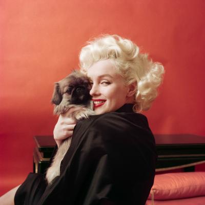 Milton H Greene Marilyn Monroe NY dog 