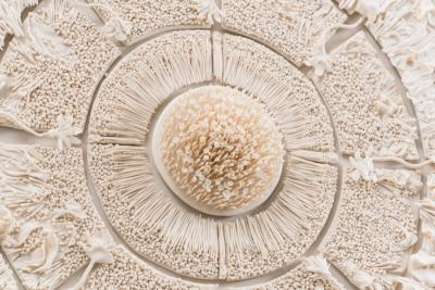 Mindy Horn Mindy Horn Reflection USA 2020