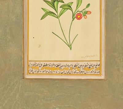 Miniature of Hummingbird India circa 1870