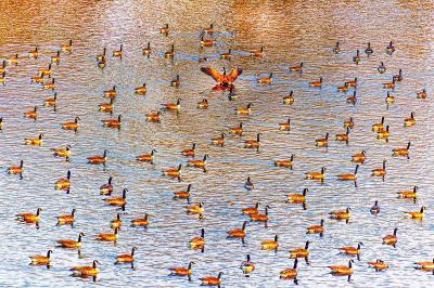 Mitchell Funk A Paddling of Ducks on an Amber Cinnamon Pond