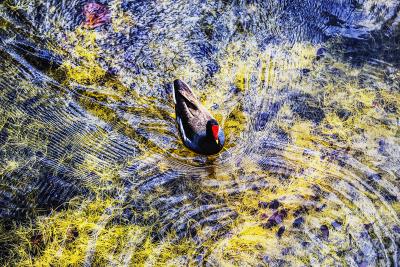 Mitchell Funk Beautiful Nature Colorful Duck Swims in a Pond of Blue and Yellow 