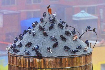 Mitchell Funk Bird Party on a New York Water Tower