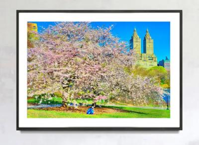 Mitchell Funk Cherry Blossoms in Bloom Urban Garden of Central Park with The San Remo