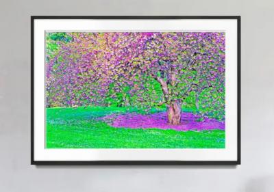 Mitchell Funk Cherry blossoms Central Park