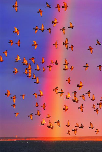 Mitchell Funk Colorful Rainbow with Flock of Birds in East Hampton Symbolic of Togetherness