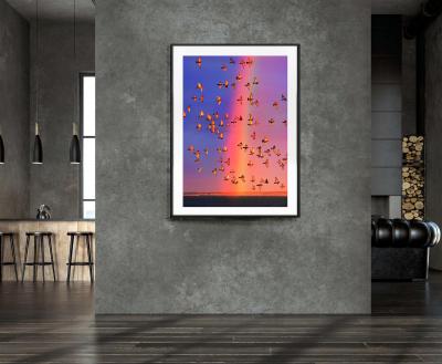 Mitchell Funk Colorful Rainbow with Flock of Birds in East Hampton Symbolic of Togetherness