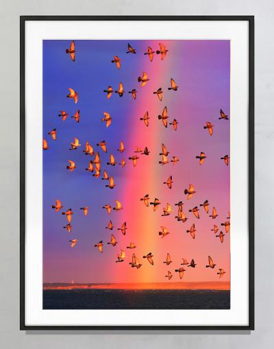 Mitchell Funk Colorful Rainbow with Flock of Birds in East Hampton Symbolic of Togetherness