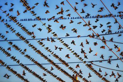 Mitchell Funk Gathering of Birds on Wires In Miami