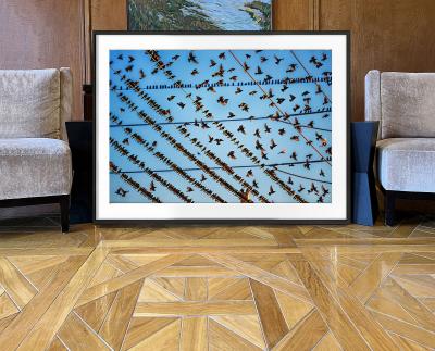 Mitchell Funk Gathering of Birds on Wires In Miami