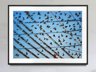 Mitchell Funk Gathering of Birds on Wires In Miami