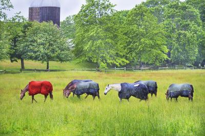 Mitchell Funk Horses in the Rain East Hampton Neutral palette