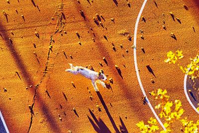 Mitchell Funk Jumping Dog in Golden Light